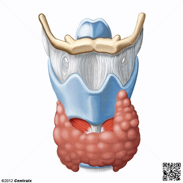 Atlas anatomia do corpo humano