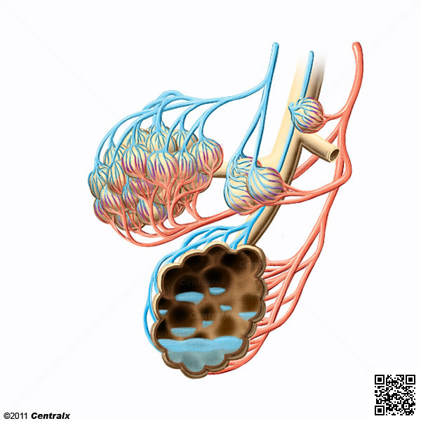 Agua Pulmonar Extravascular