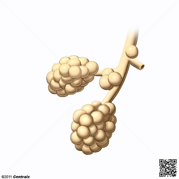 Alveolos Pulmonares