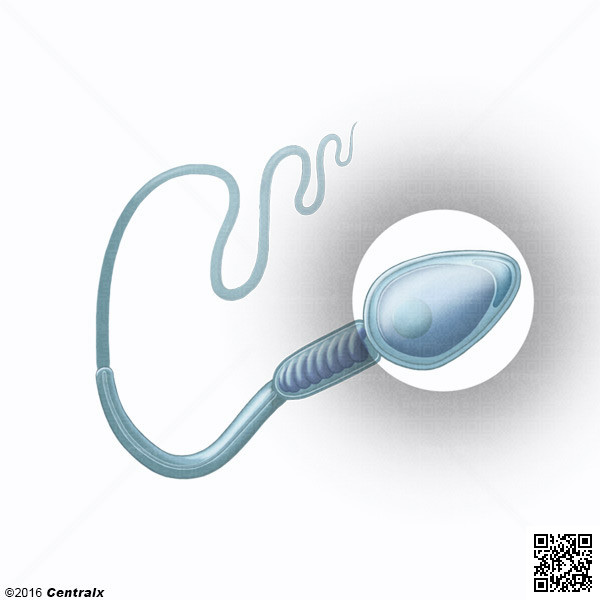 Cabeza del Espermatozoide