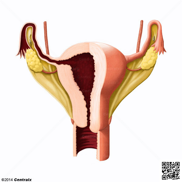 Ligamento Ancho