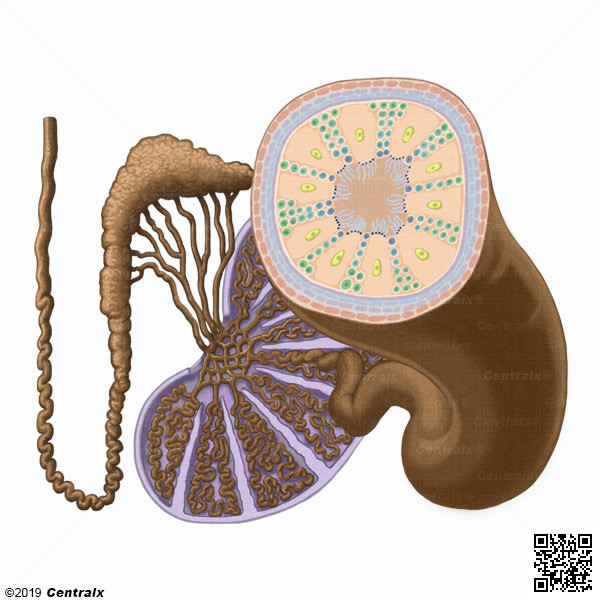 Tbulos Seminferos
