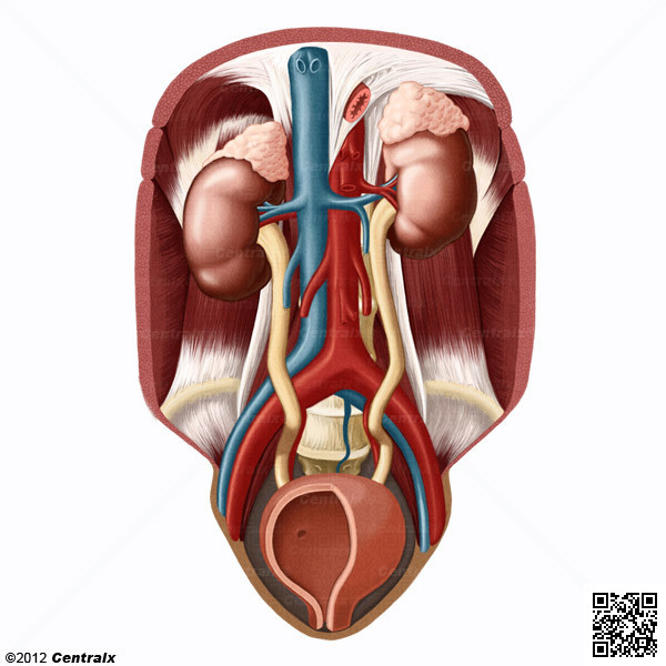 Atlas de anatomia corpo humano