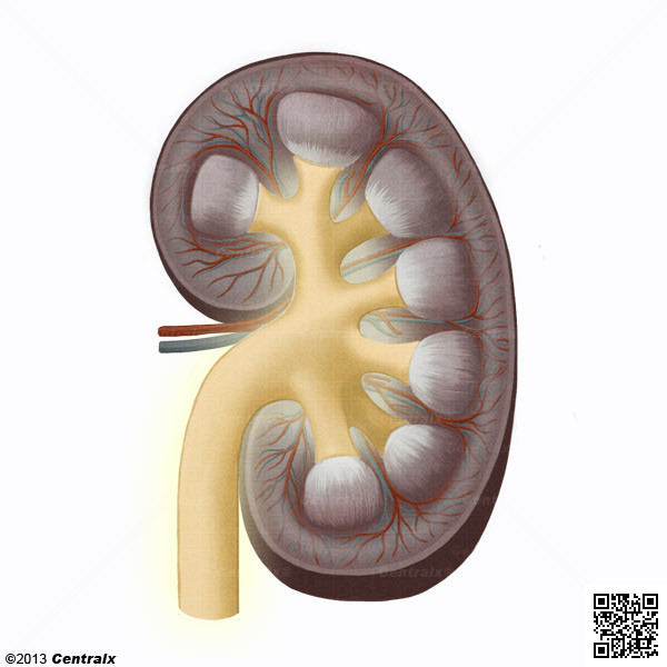 Pelvis Renal