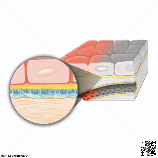 Membrana Basal