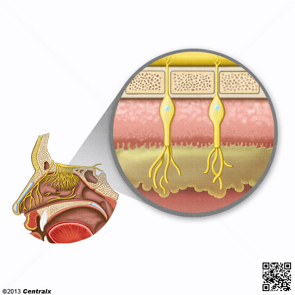 Mucosa Olfatoria