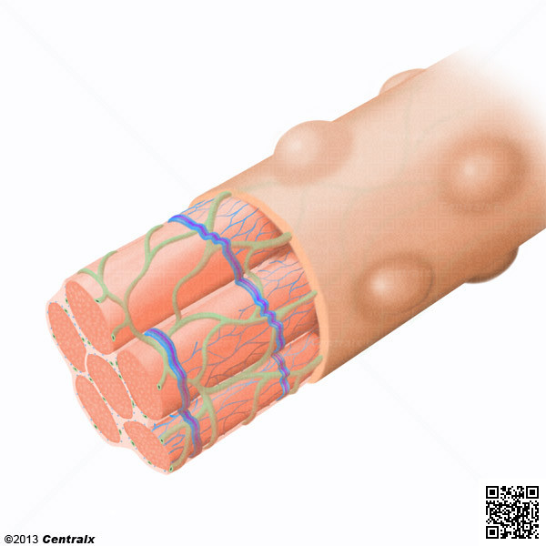 Retculo Sarcoplasmtico