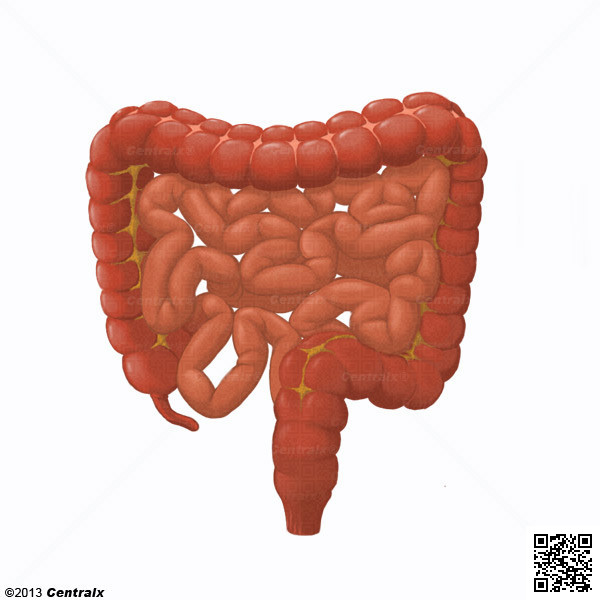 Tracto Gastrointestinal Inferior