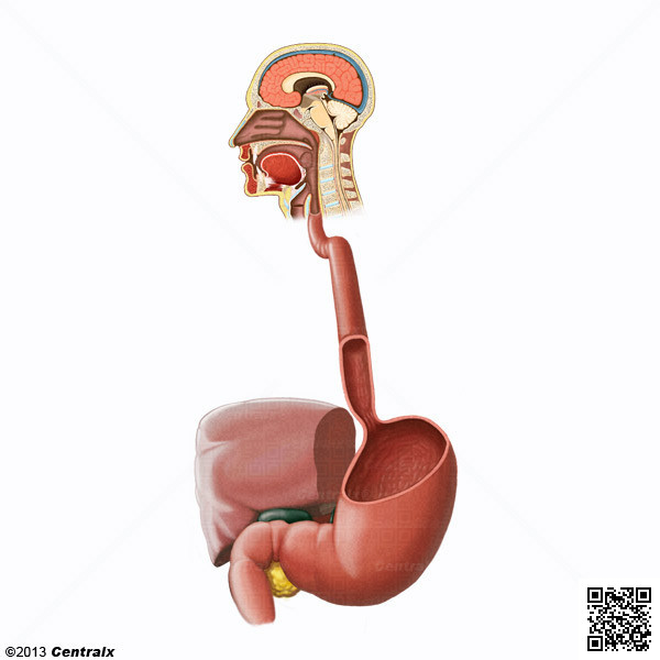 Tracto Gastrointestinal Superior