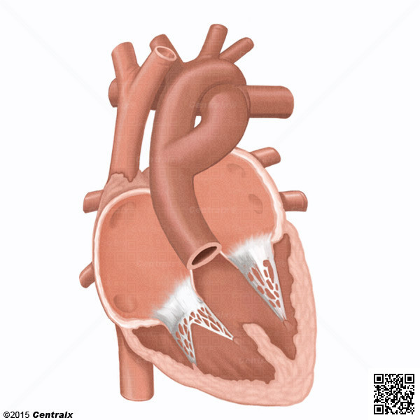 Tronco Arterial