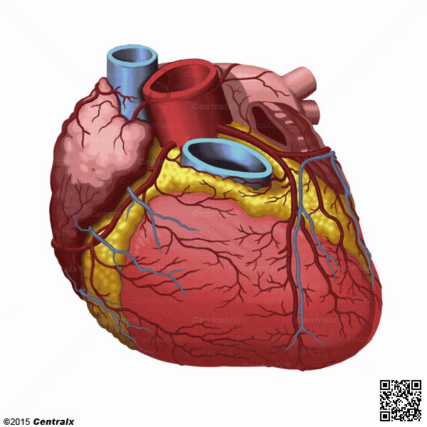 Vasos Coronarios