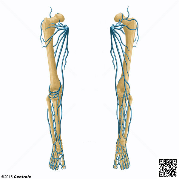 Vena Femoral