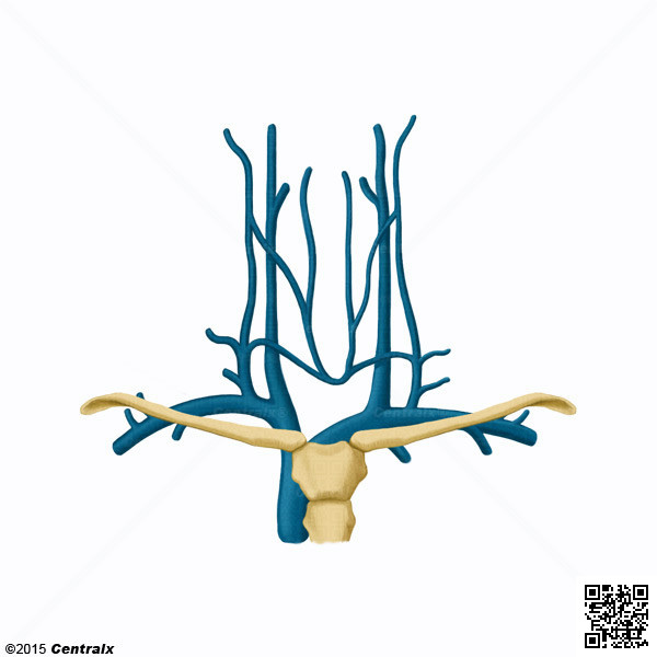 Vena Subclavia