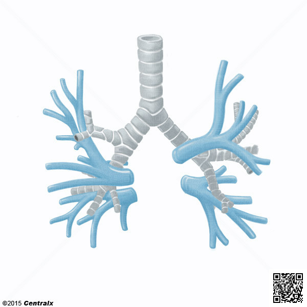 Venas Pulmonares
