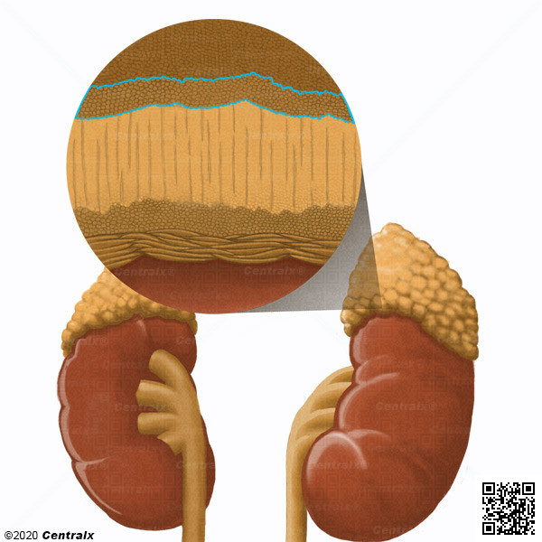 Zona Glomerular