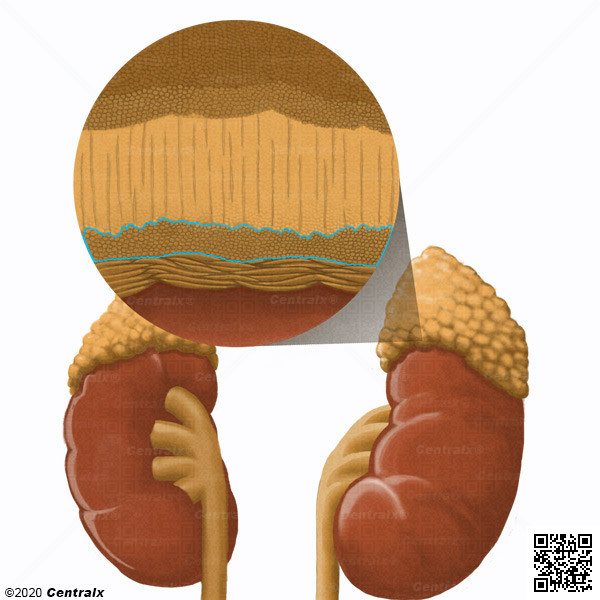 Zona Reticular