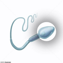 Cabeza del Espermatozoide