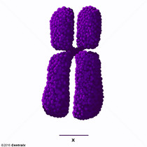 Cromosoma X