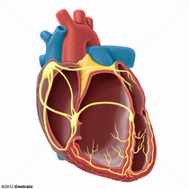 Sistema de Conducción Cardíaco