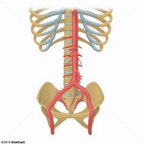 Aorta Abdominal