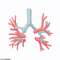 Arterias Bronquiales