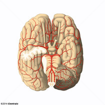 Arterias Cerebrales