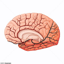 Arteria Cerebral Anterior
