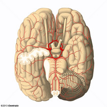 Círculo Arterial Cerebral