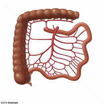 Arteria Mesentrica Superior