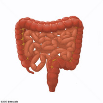 Tracto Gastrointestinal Inferior