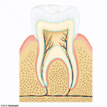 Dentina