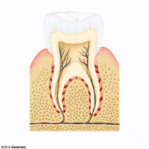 Ligamento Periodontal