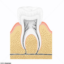 Alveolo Dental