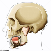 Glndula Sublingual