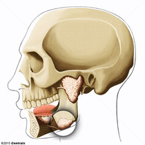 Glndula Submandibular