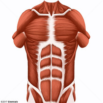 Músculos Abdominales