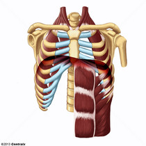 Músculos Respiratorios