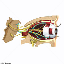 Nervio Oculomotor