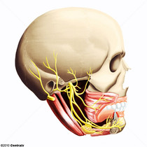 Nervio Mandibular