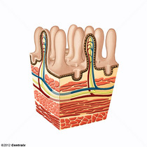 Mucosa Intestinal