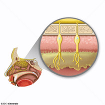 Mucosa Olfatoria