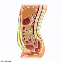 Grasa Subcutnea Abdominal